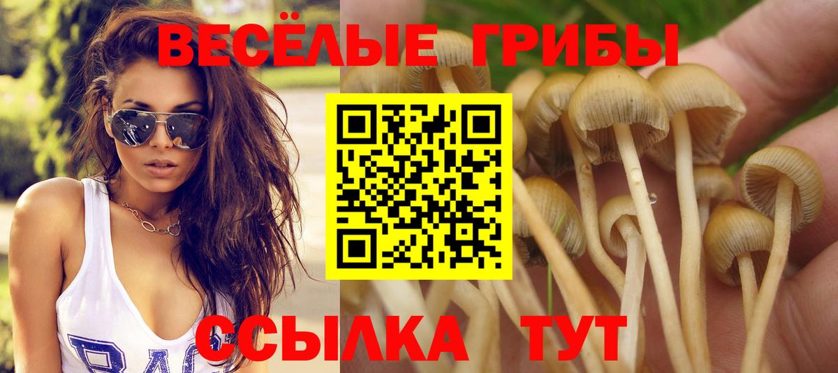 Галлюциногенные грибы Psilocybe Аксай