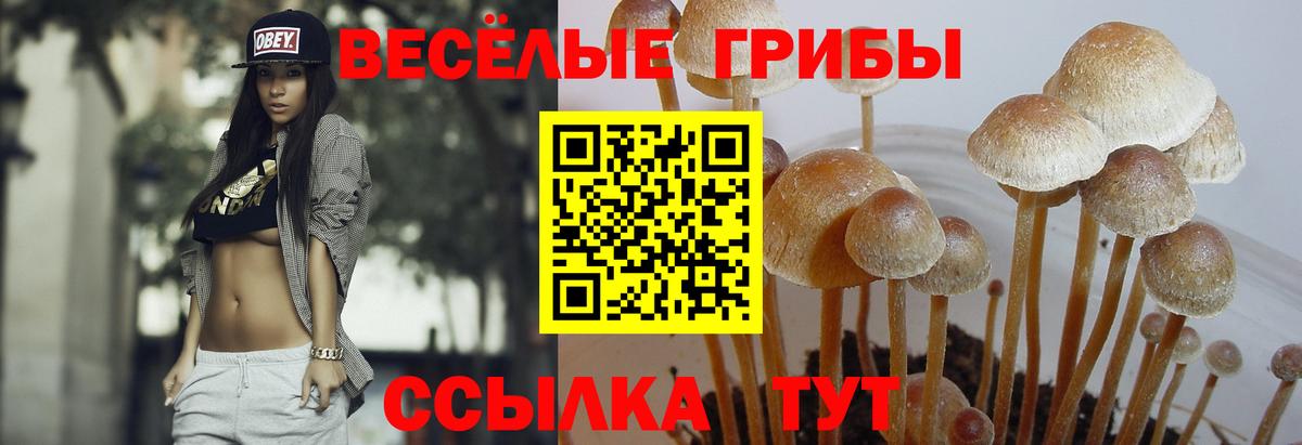 Галлюциногенные грибы GOLDEN TEACHER  Вход с VPN  Аксай 